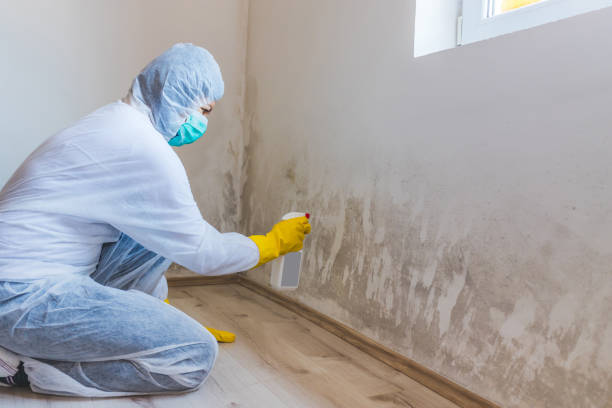 Licensed Basement Mold Removal service in Prince Frederick, MD - WQB Mold Removal