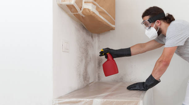 Professional Basement Mold Removal technician working in Prince Frederick, MD