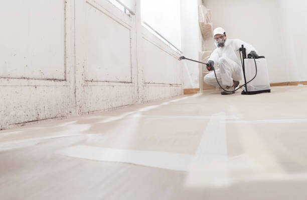 24/7 Emergency Basement Mold Removal experts in Prince Frederick, MD
